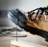 Stepping Up Safety: Your Essential Guide to Choosing the Right Safety Footwear in Zimbabwe